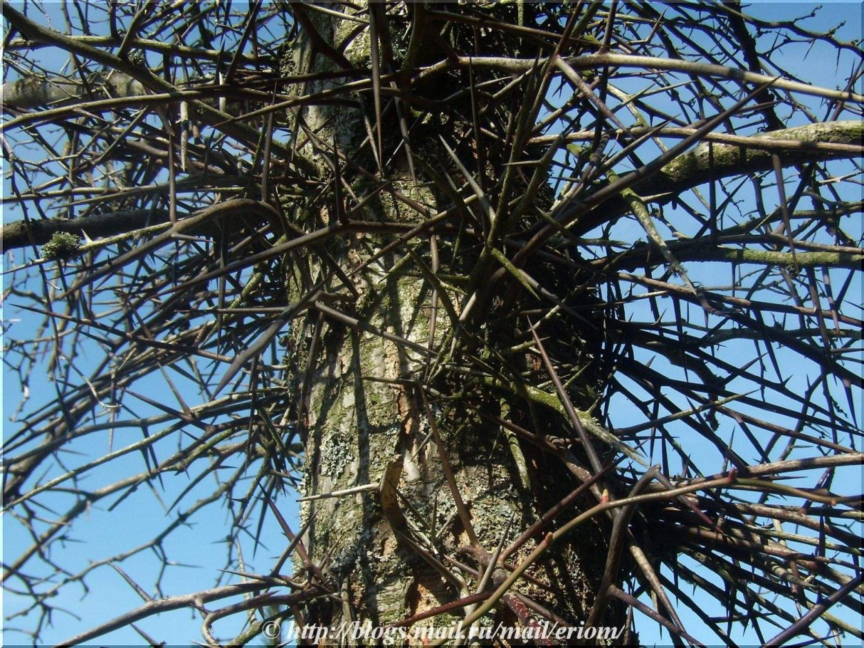 Гледичия колючая