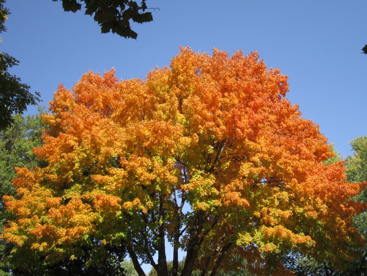 Деревья которые краснеют осенью