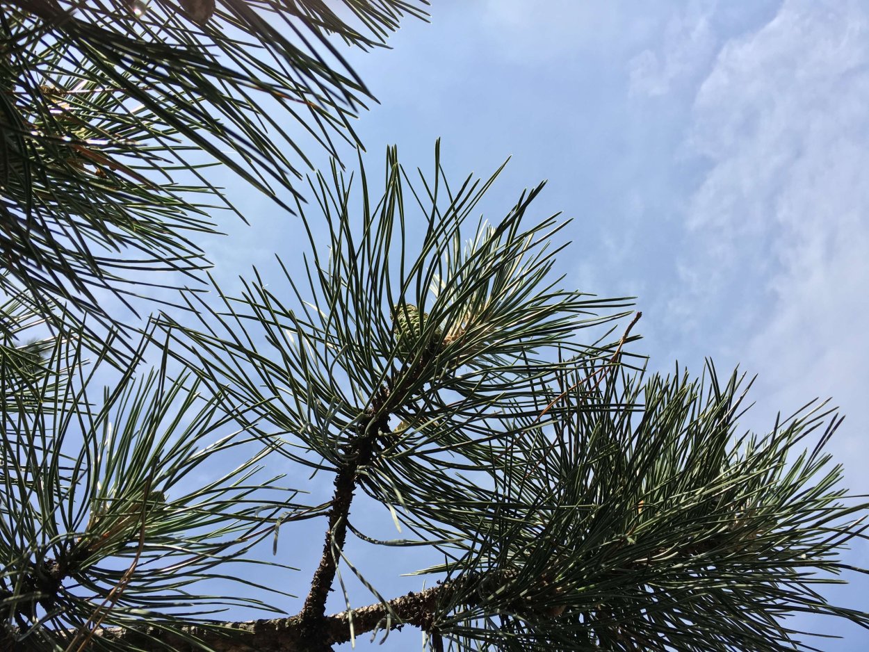 Pinus virginiana Tyler