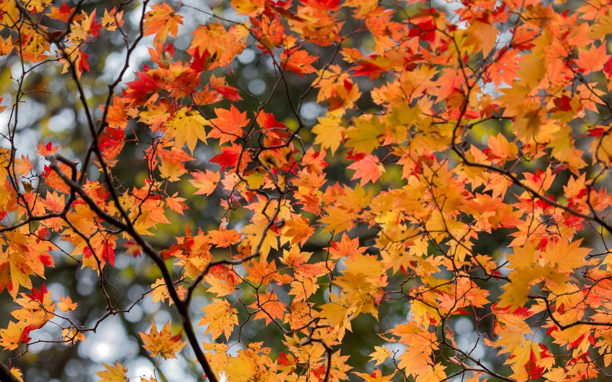 Клен осенью