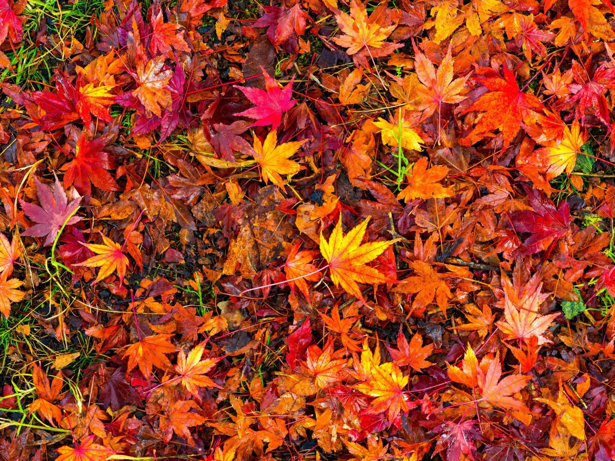 Клён остролистный