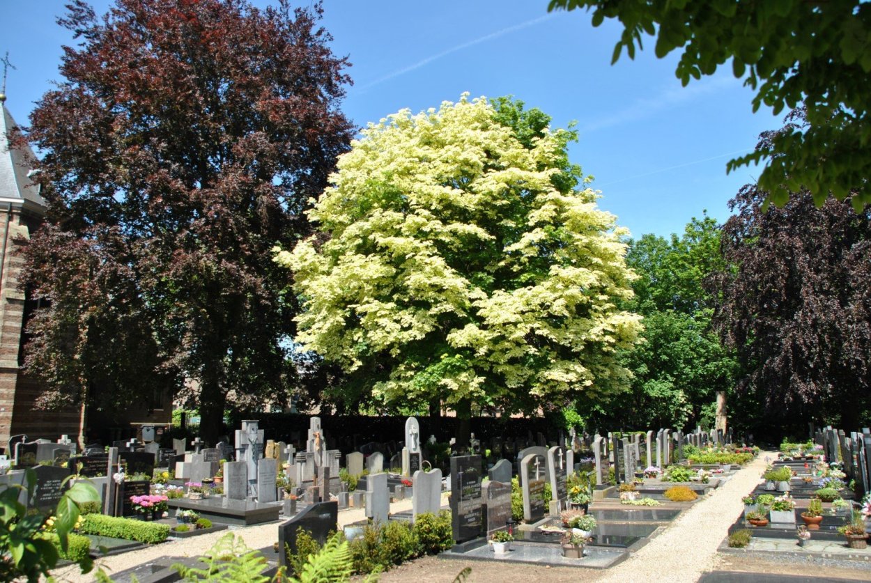 Клен остролистный друммонда