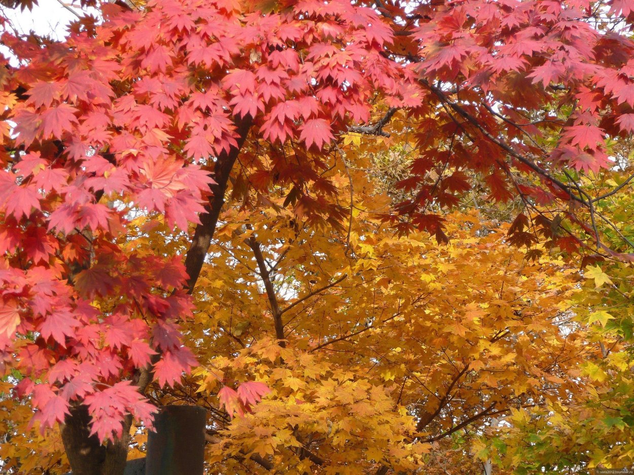 Клен остролистный друммонди осенью