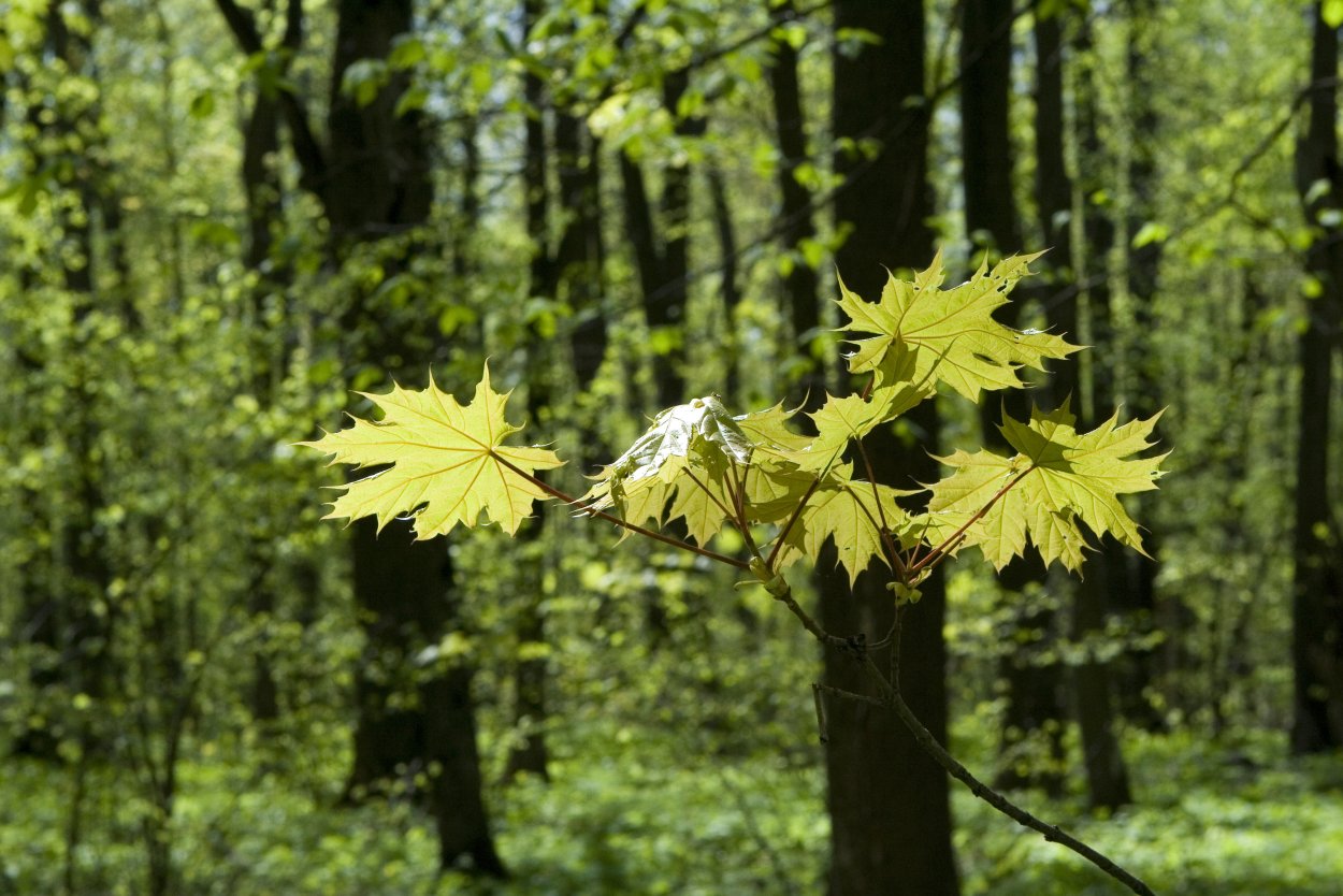 Клён японский