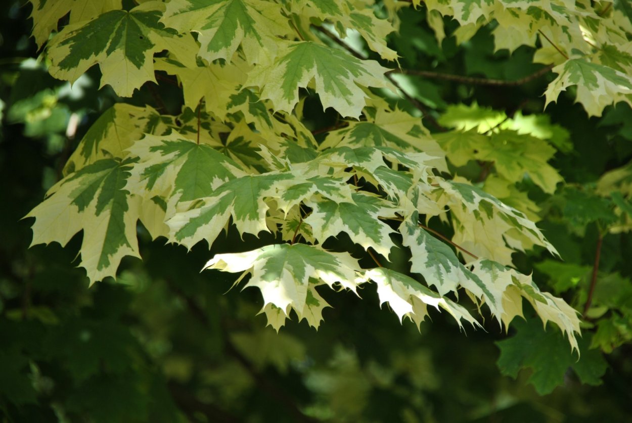 Клен остролистный друммонди