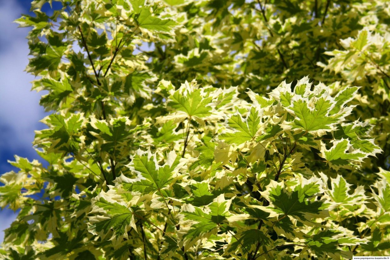 Клен остролистный друммонди