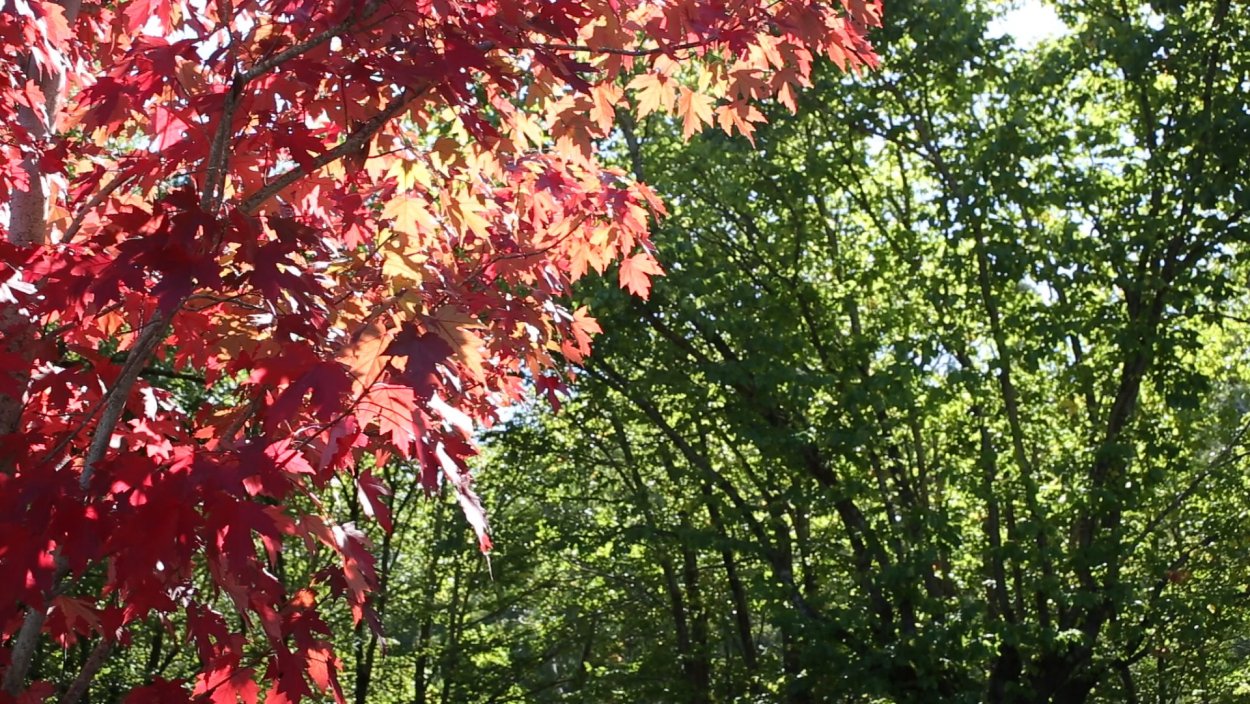 Клен красный Октобер Глори