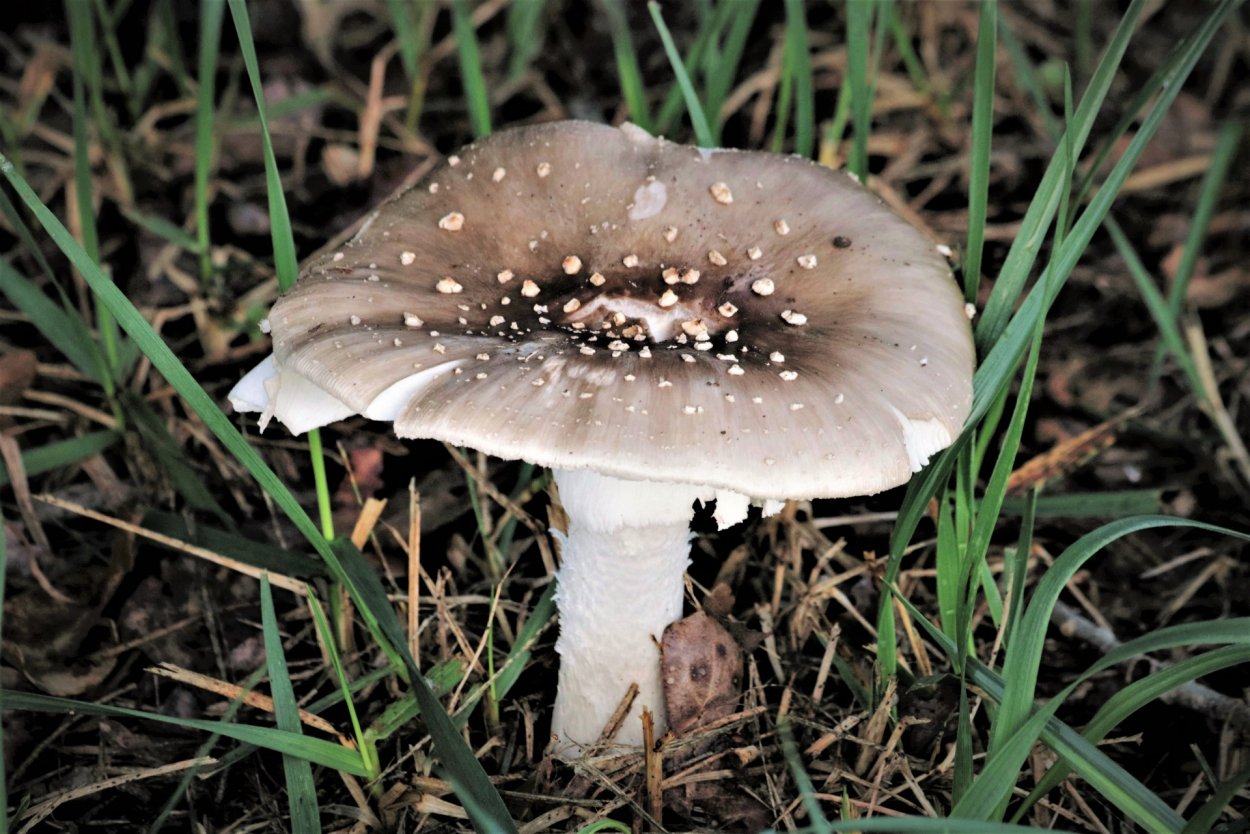 Tricholoma terreum