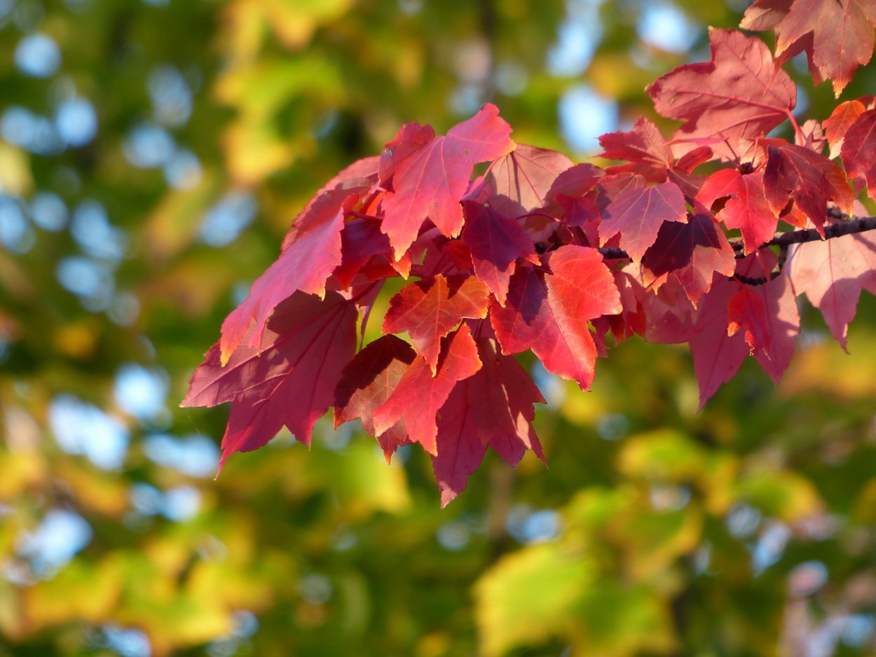 Acer rubrum (клён красный) 'Scanlon'
