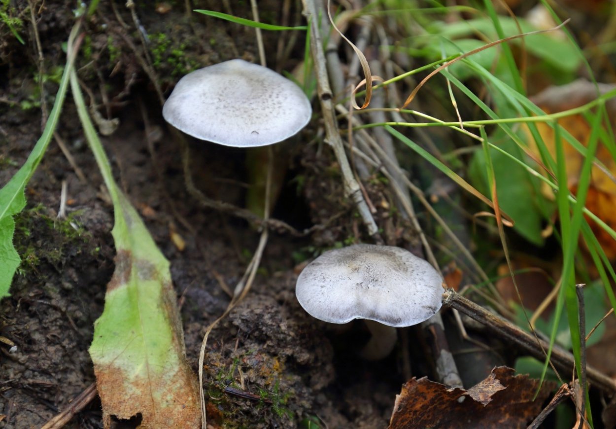 Рядовки серушки