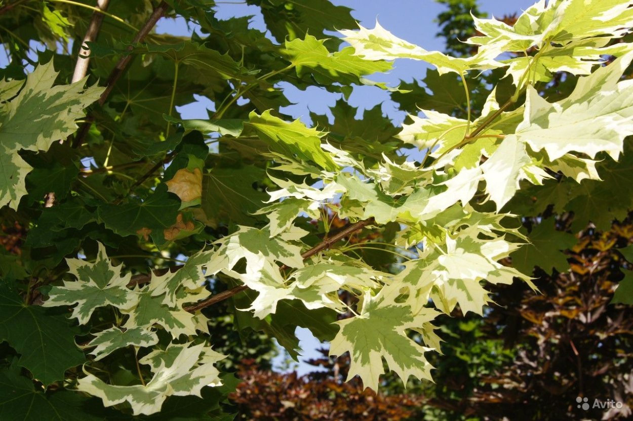 Канадский клен бордовый