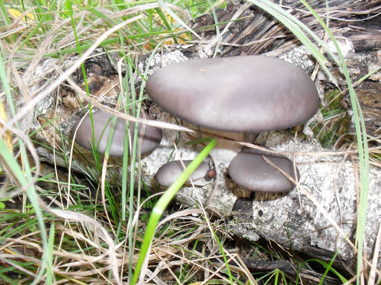 Гриб серый опёнок