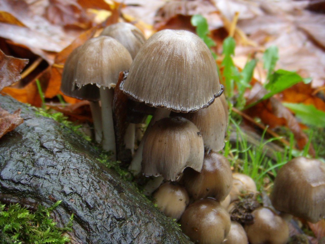 Грибы рядовки несъедобные