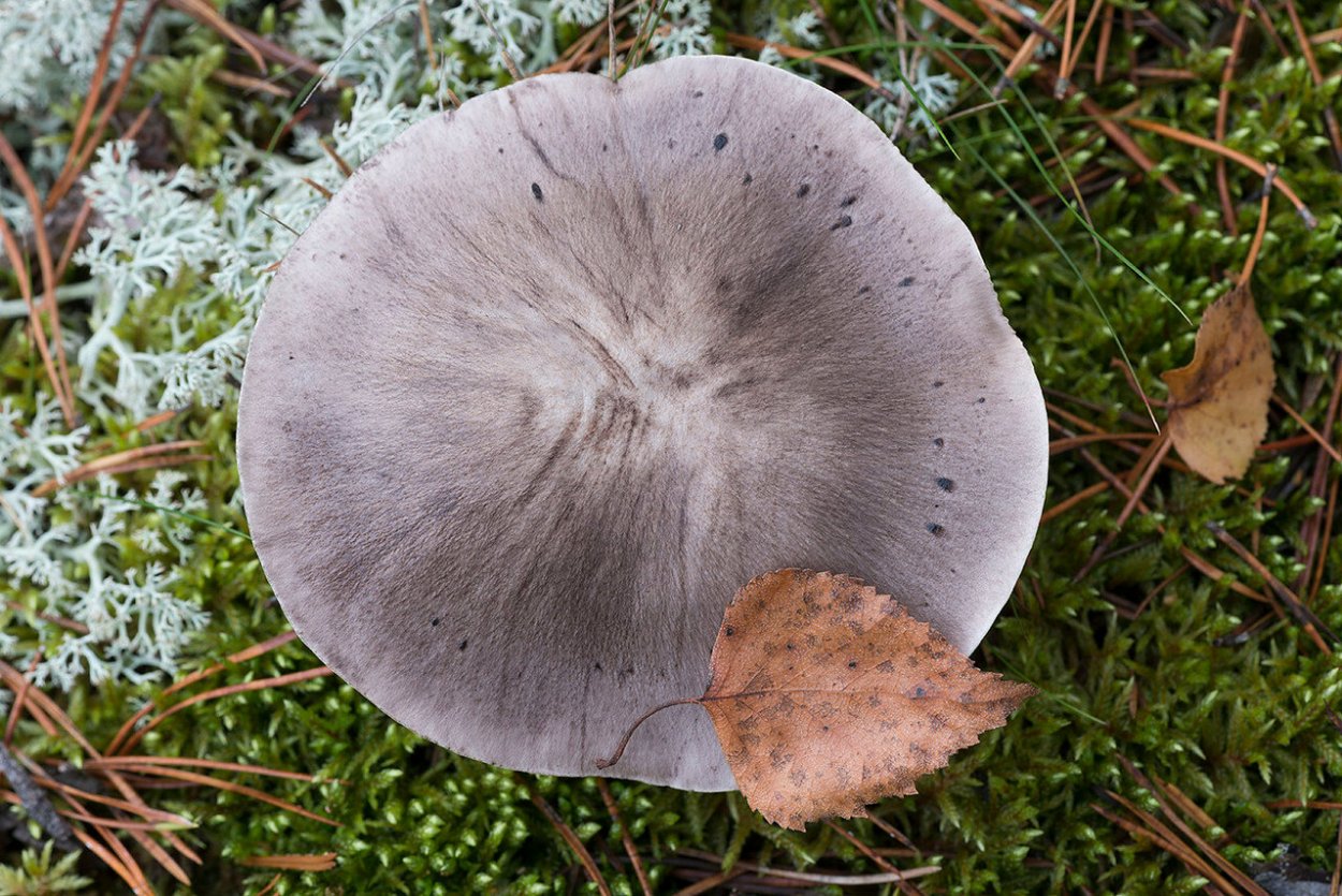 Много грибов