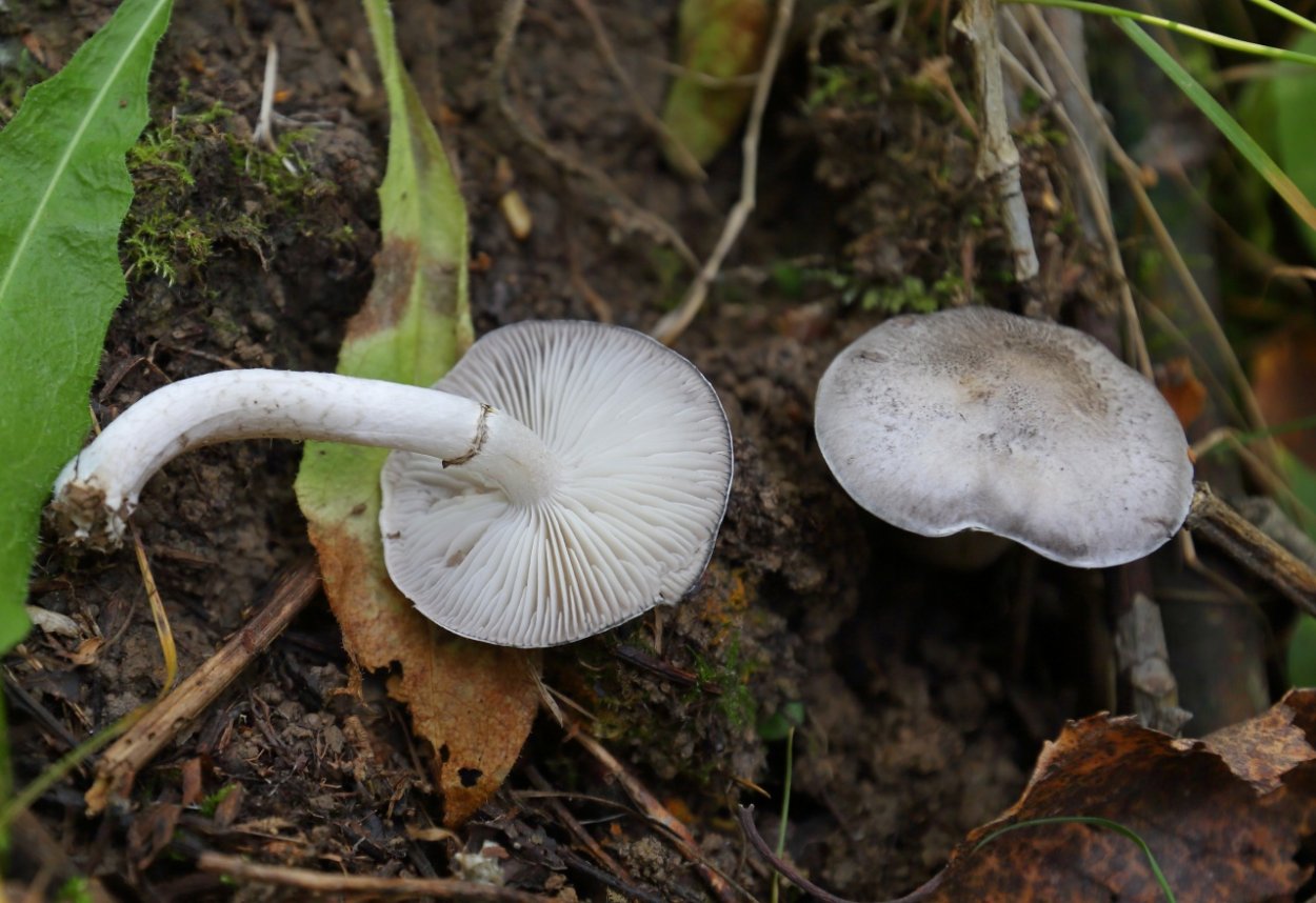 Грибы рядовки несъедобные