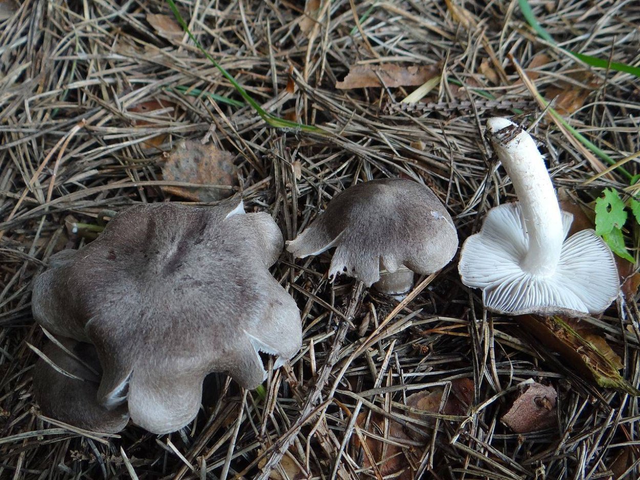 Рядовка серая Tricholoma portentosum.