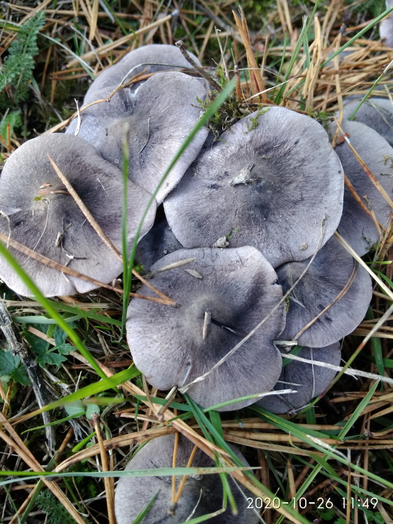 Подберёзовик серый (Грабовик)
