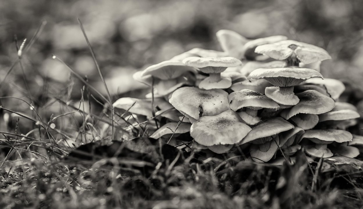 Гриб с серой шляпкой