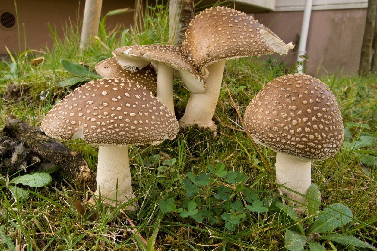 Серая рядовка Лесная