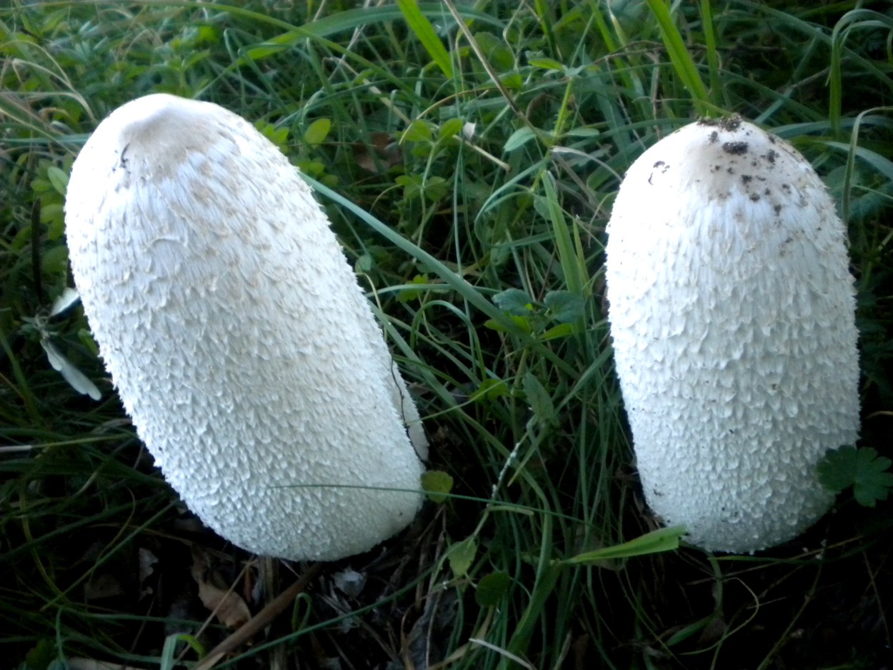 Гриб похожий на белый