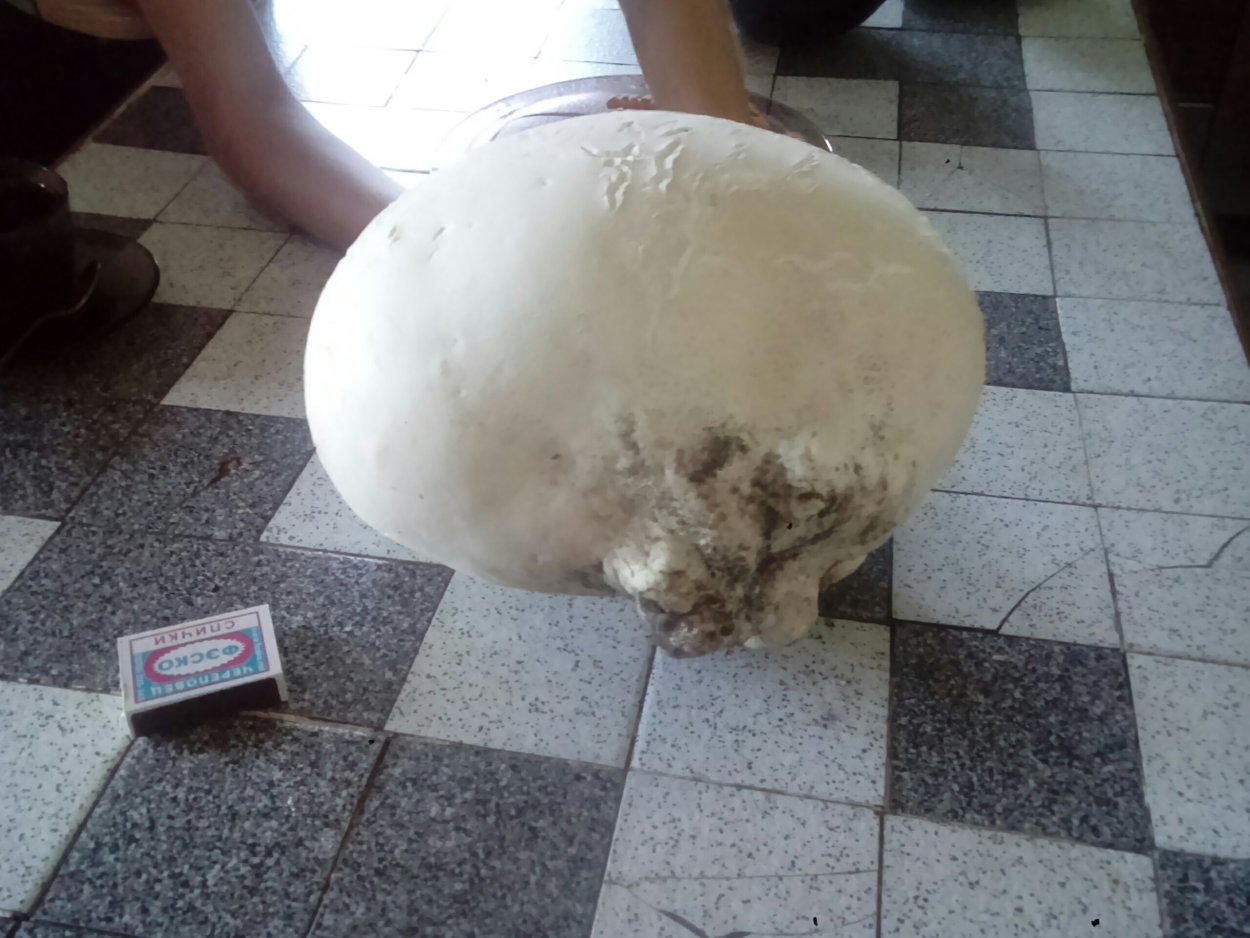 Calvatia utriformis (ГОЛОВАЧ мешковатый)