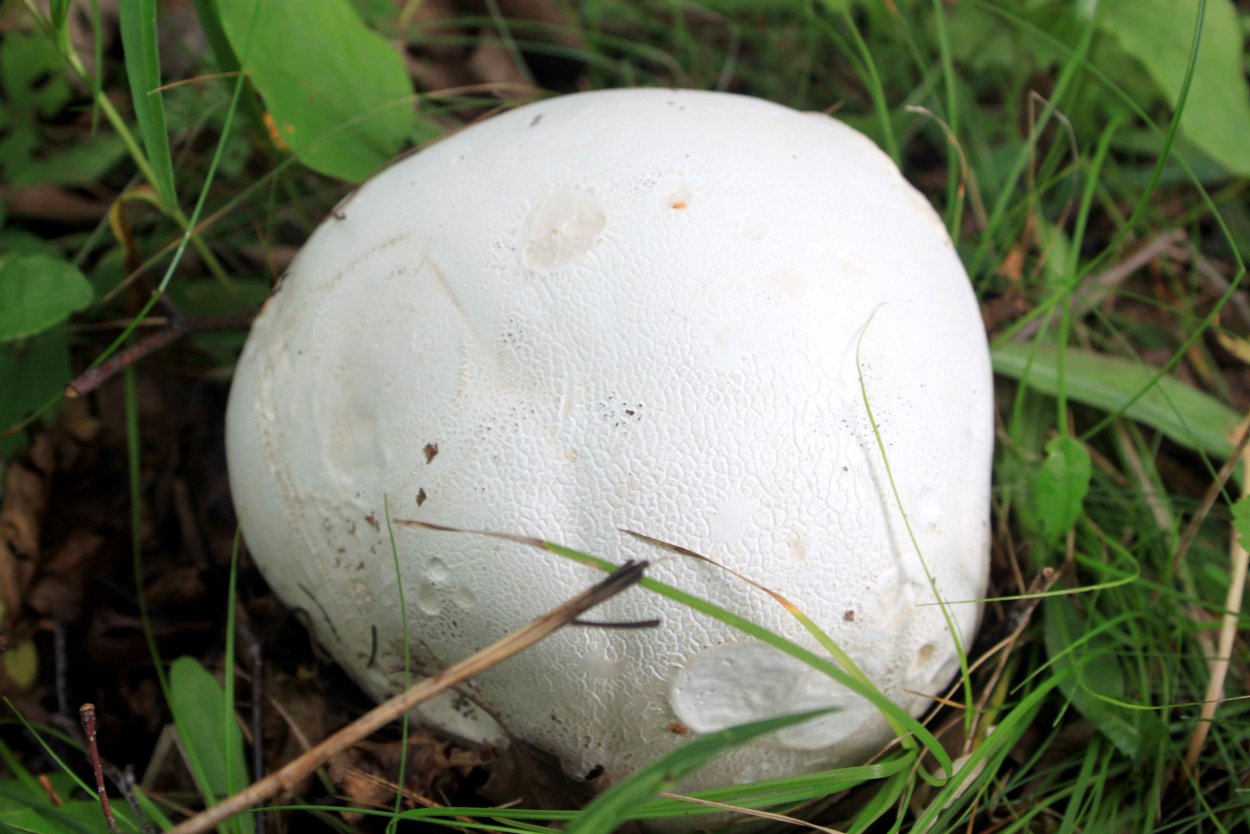 Круглый гриб без ножки белого цвета