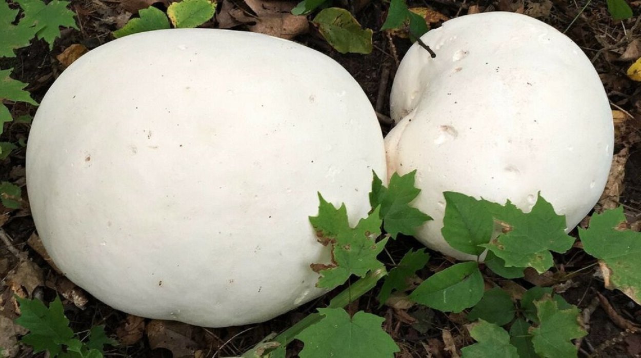 Круглый гриб