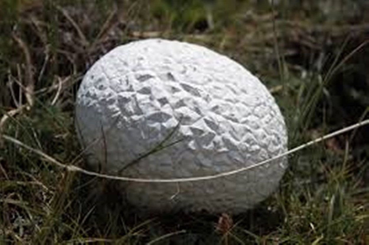 Calvatia utriformis (ГОЛОВАЧ мешковатый)