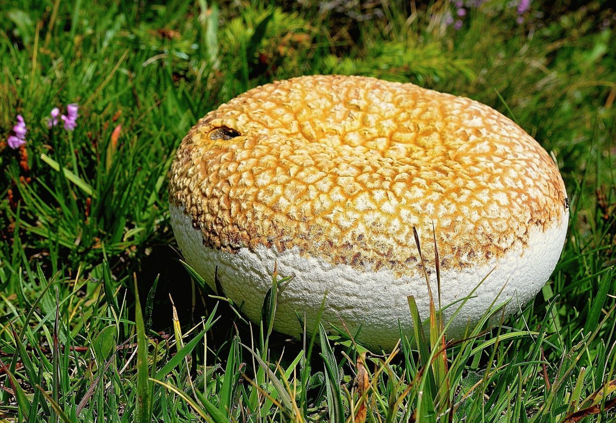 Грибов поганок в Крыму
