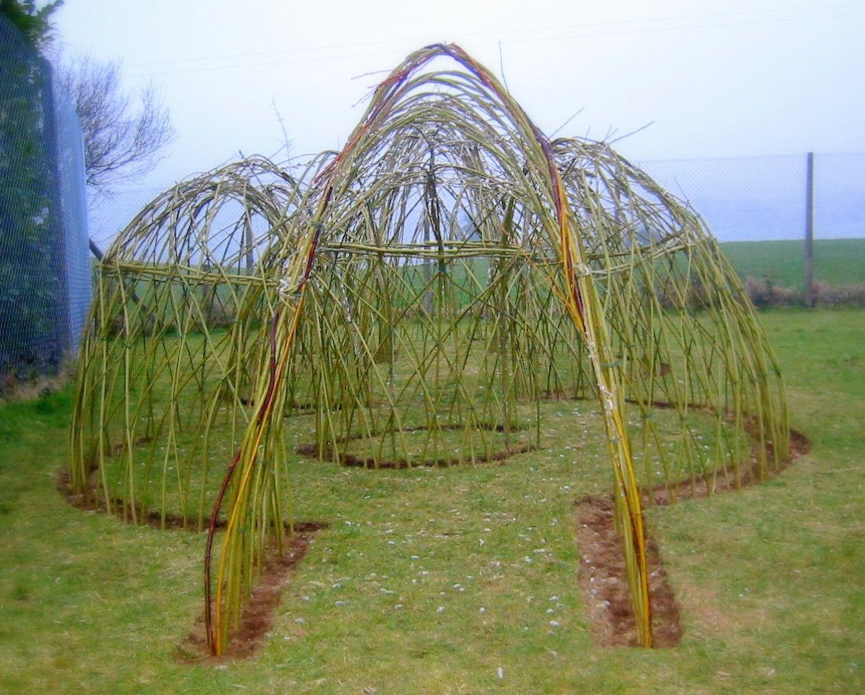 Ива беседка из ивы
