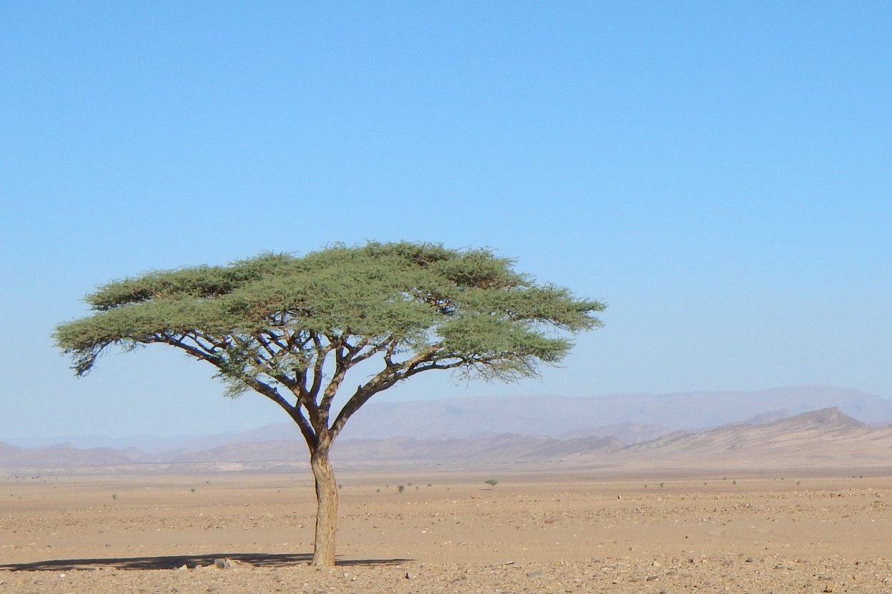 Акация Тенере