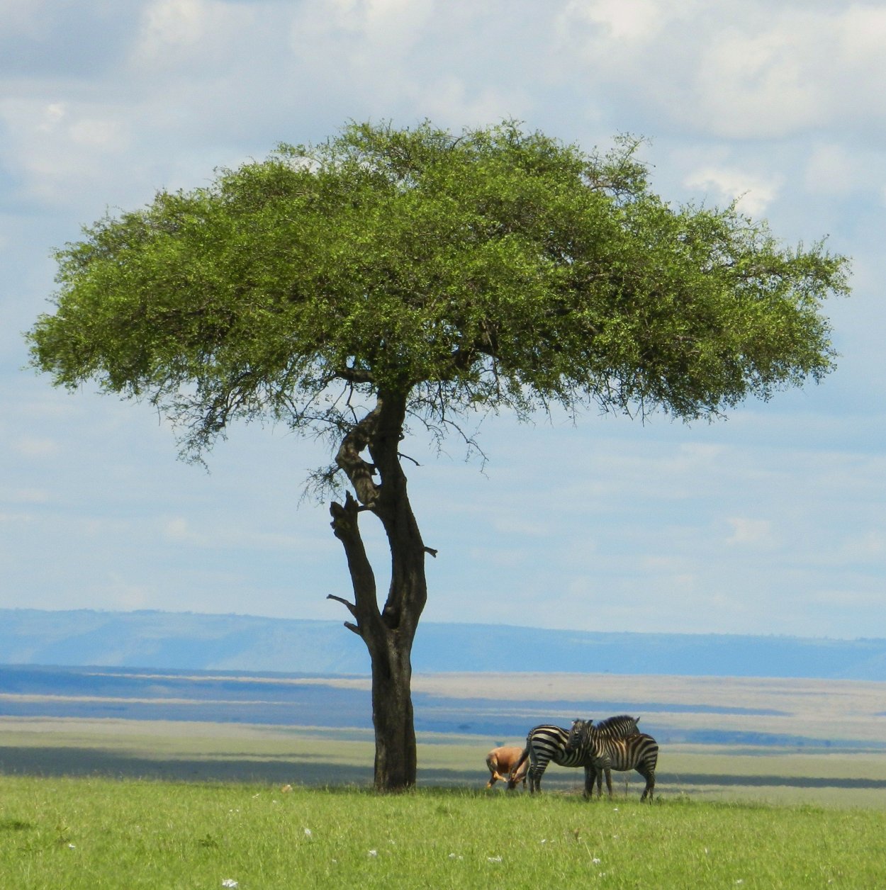 Баобаб Сенегал 6000