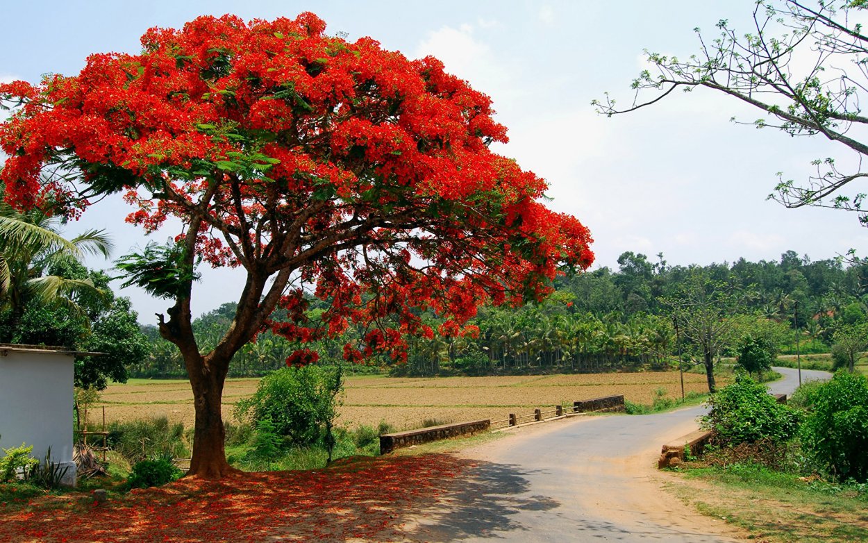 Парк Тарангире Танзания