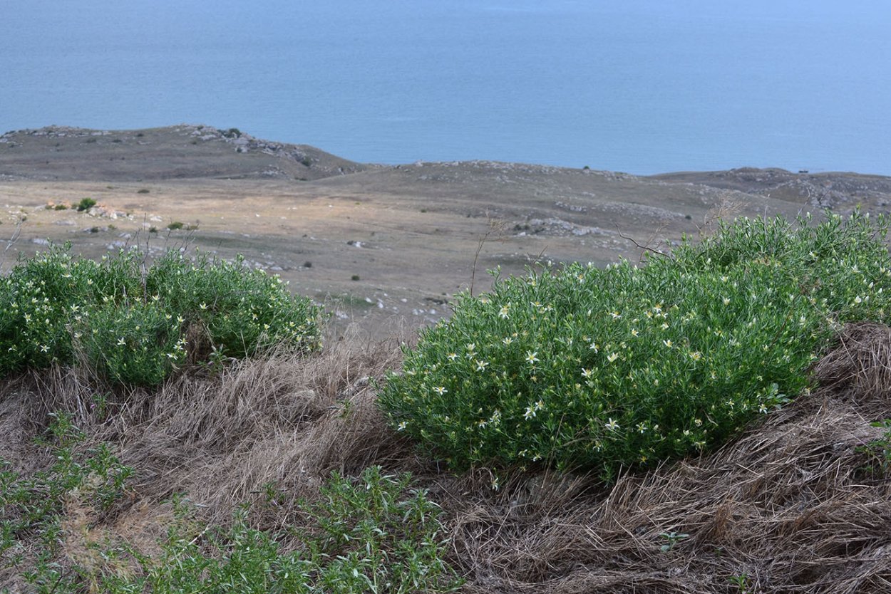 Гармала обыкновенная Peganum harmala