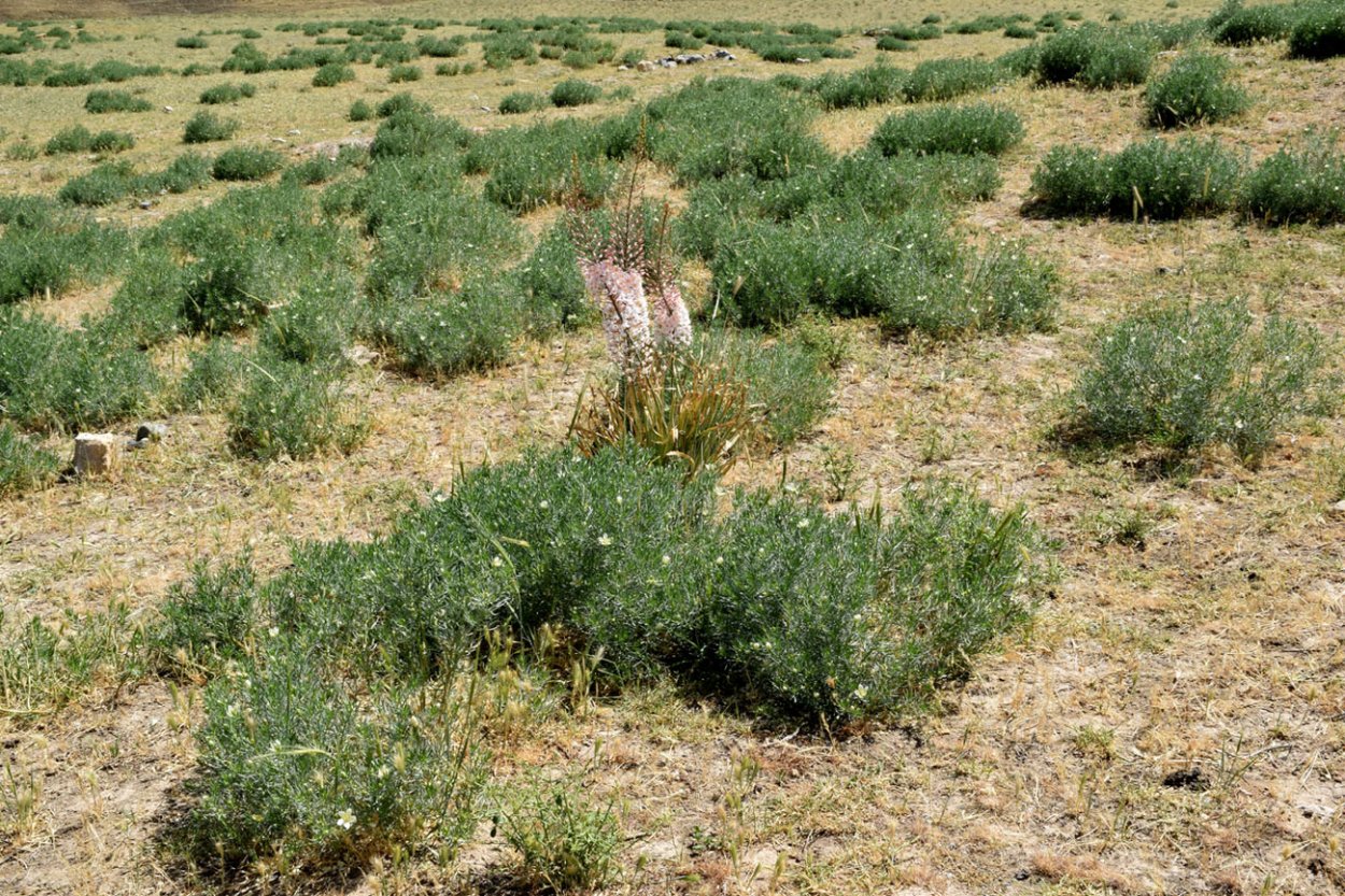 Гармала Peganum