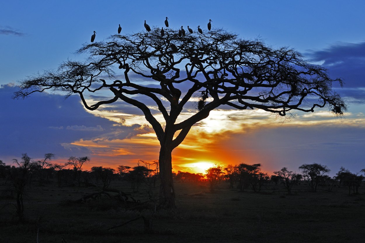 Акации Южной Америки