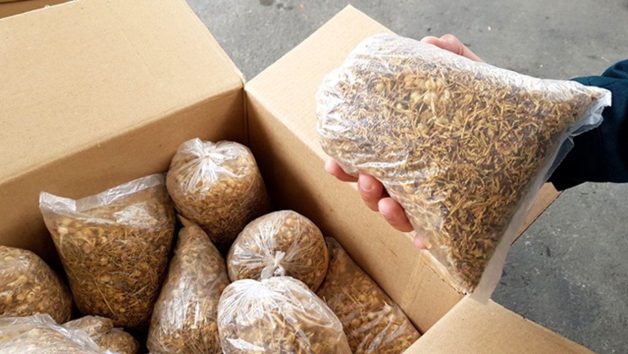 Гармала обыкновенная могильник