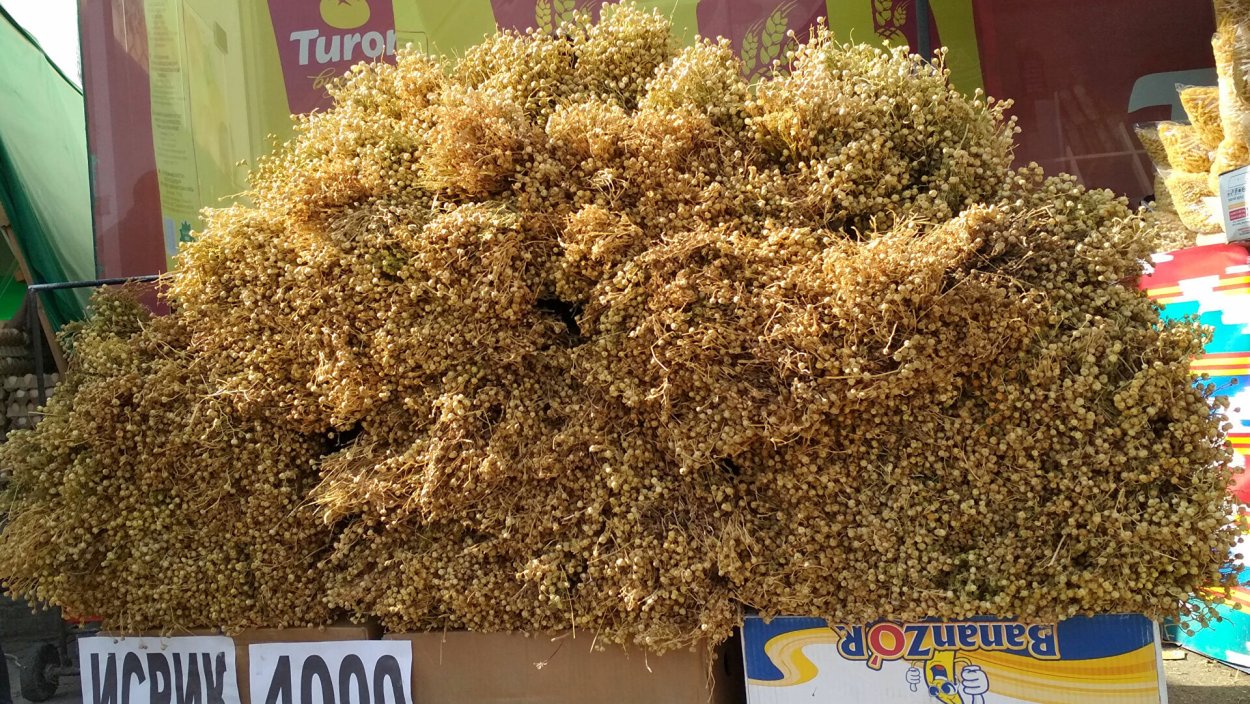 Дикая рута, гармала