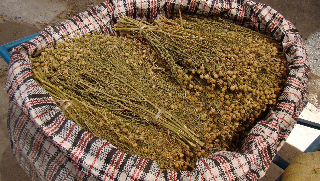 Гармала обыкновенная могильник