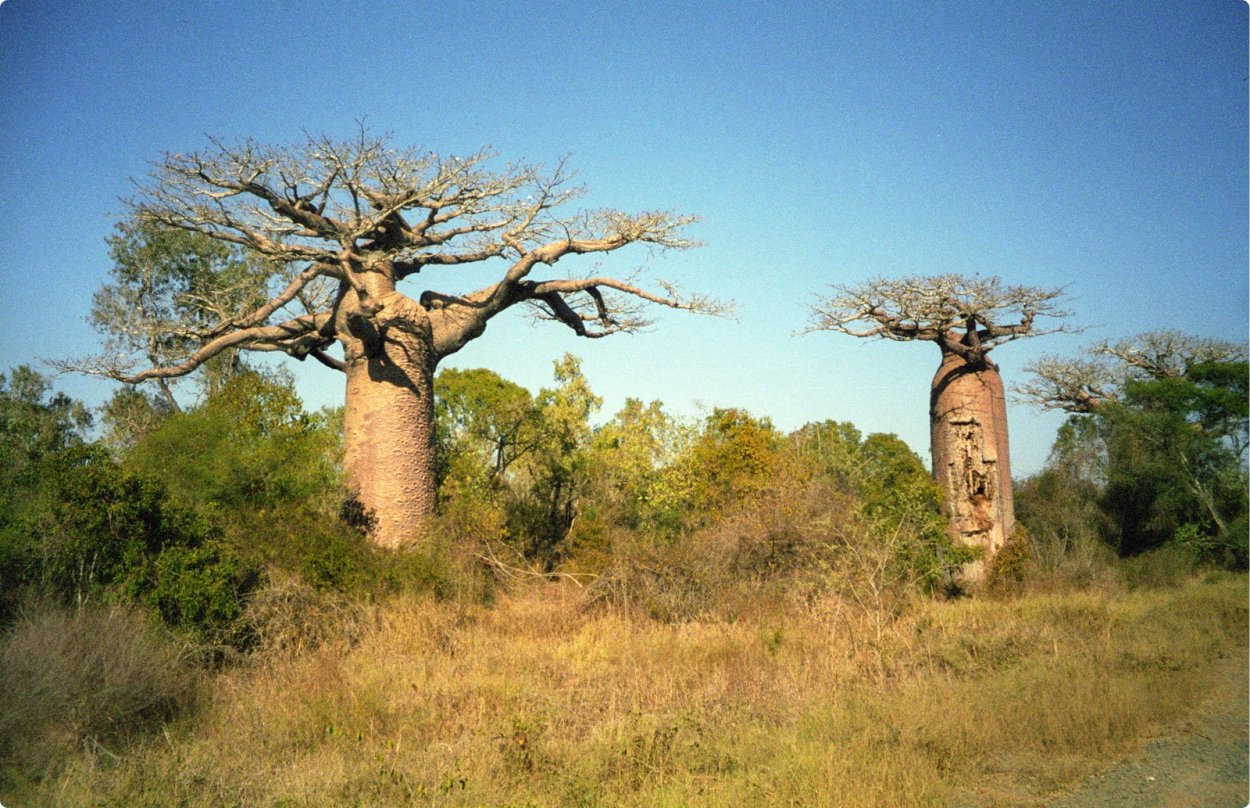 Алоэ дихотомическое