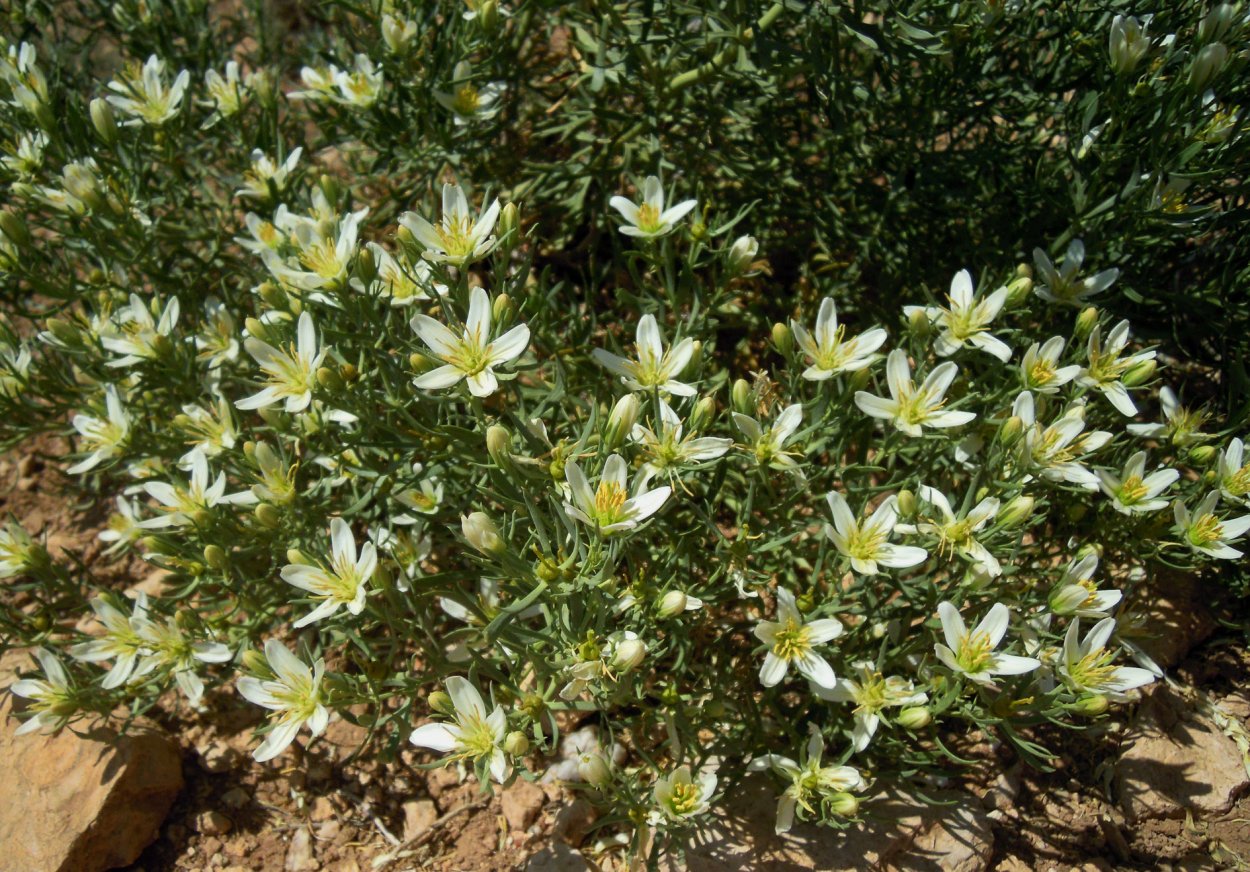 Гармала обыкновенная сухая