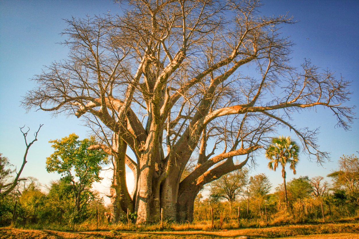 Зонтичная Акация в Африке