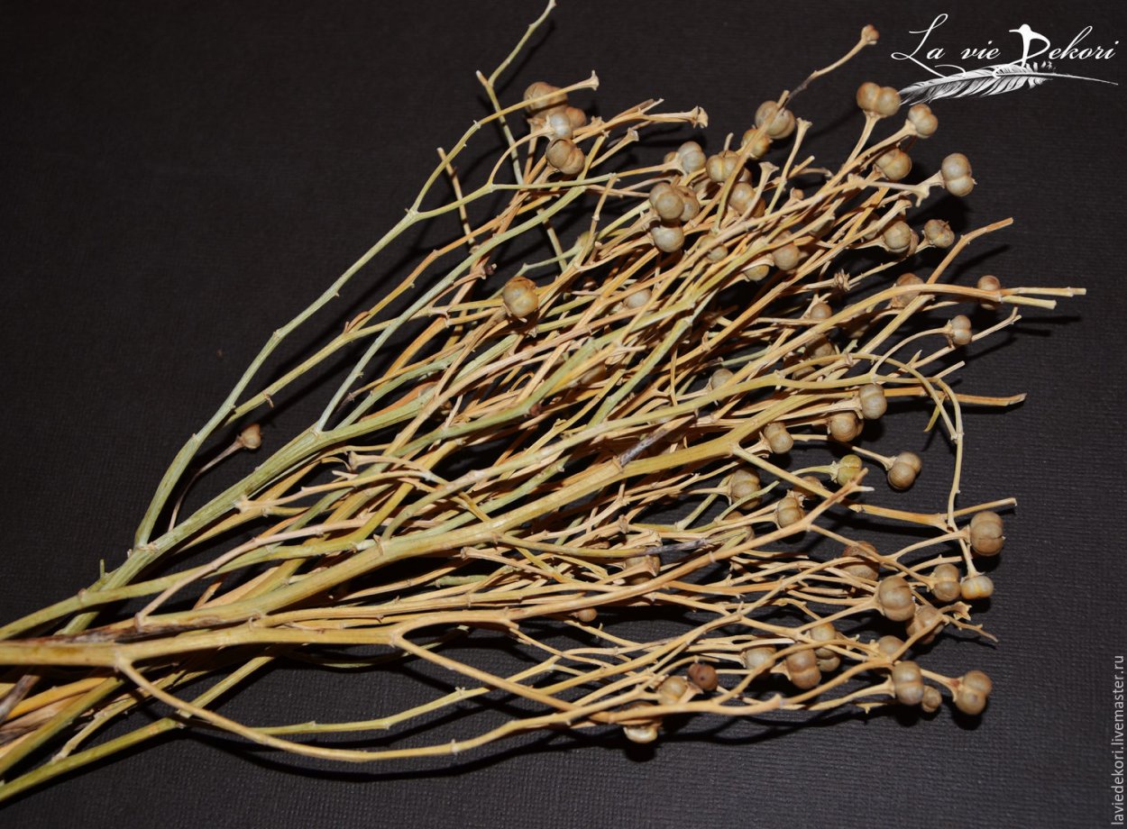 Гармала обыкновенная Peganum harmala