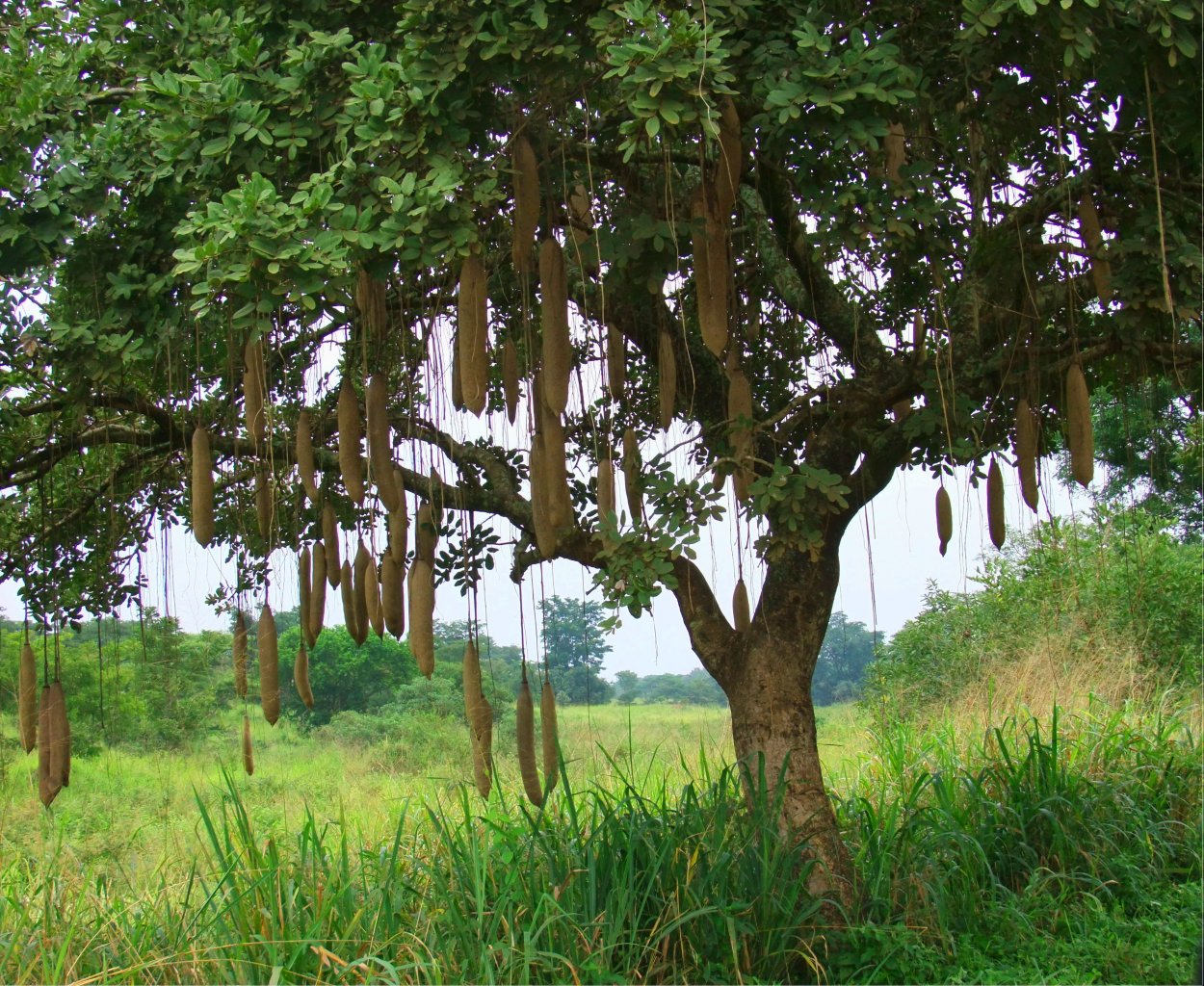 Лиана дерево в джунглях