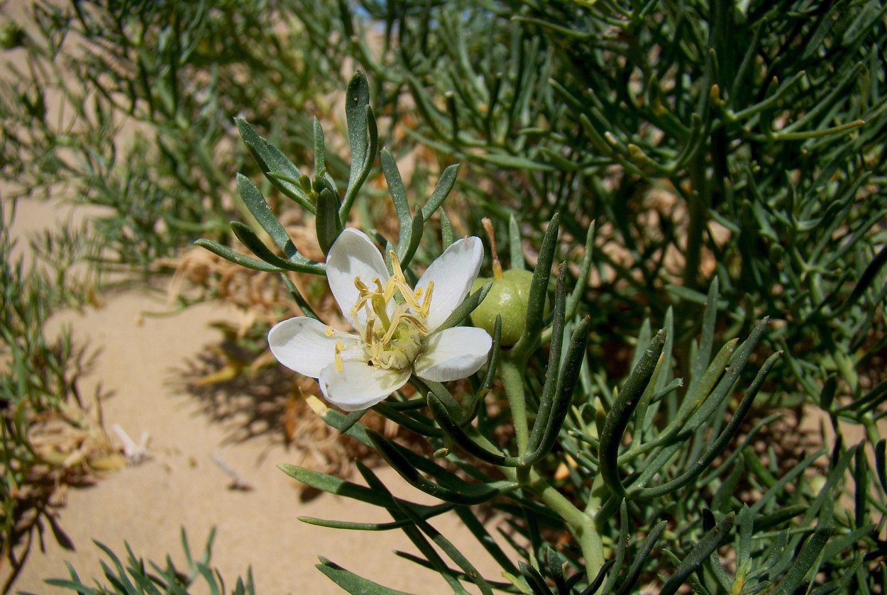 Гармала обыкновенная Peganum harmala