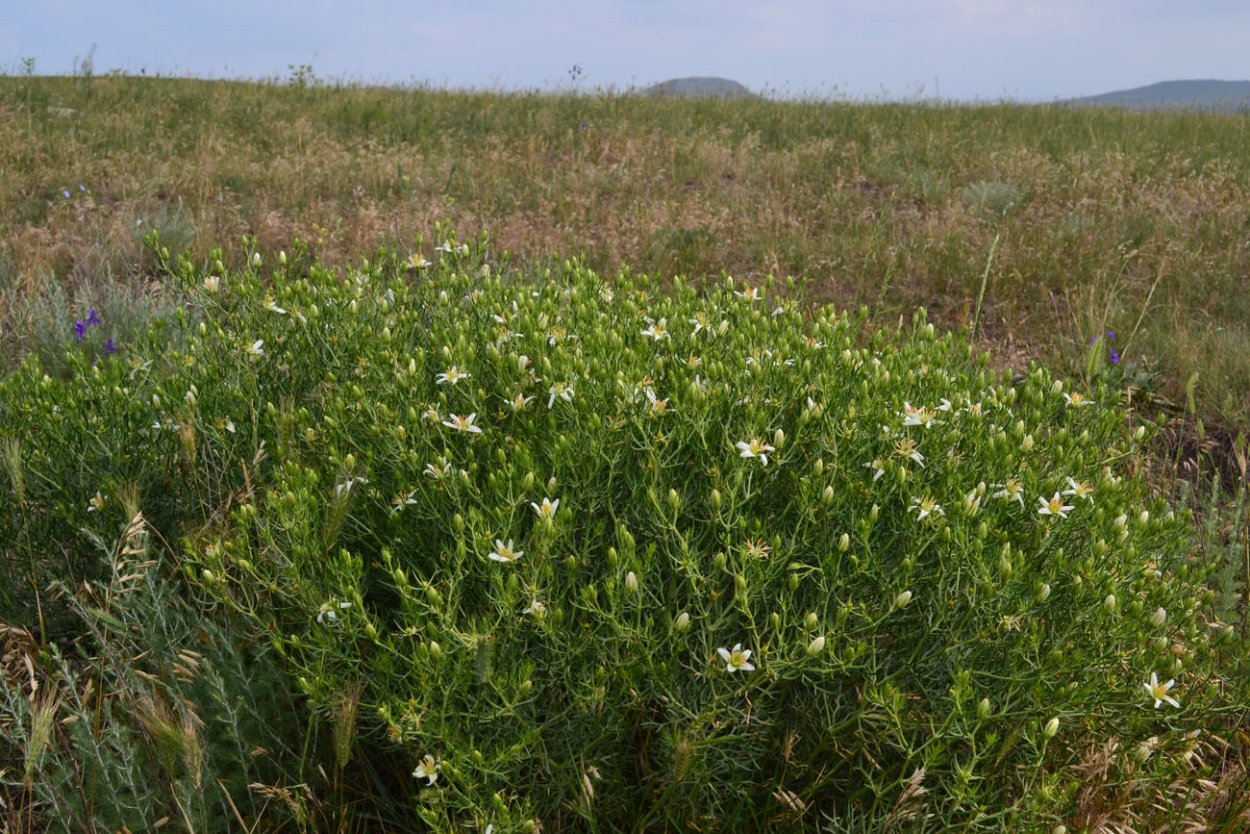 Гармала обыкновенная могильник