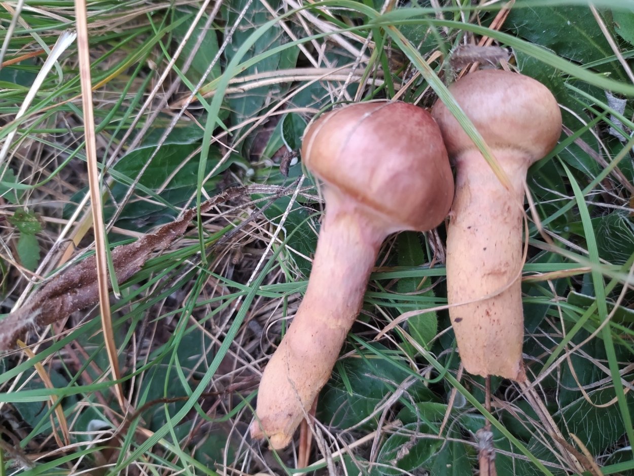 Мокруха растущая в смешанном лесу