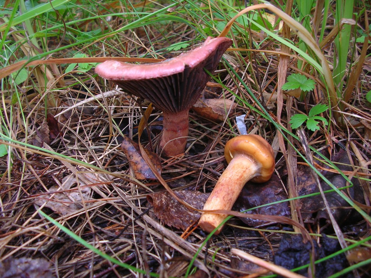 Мокруха пурпуровая фото и описание