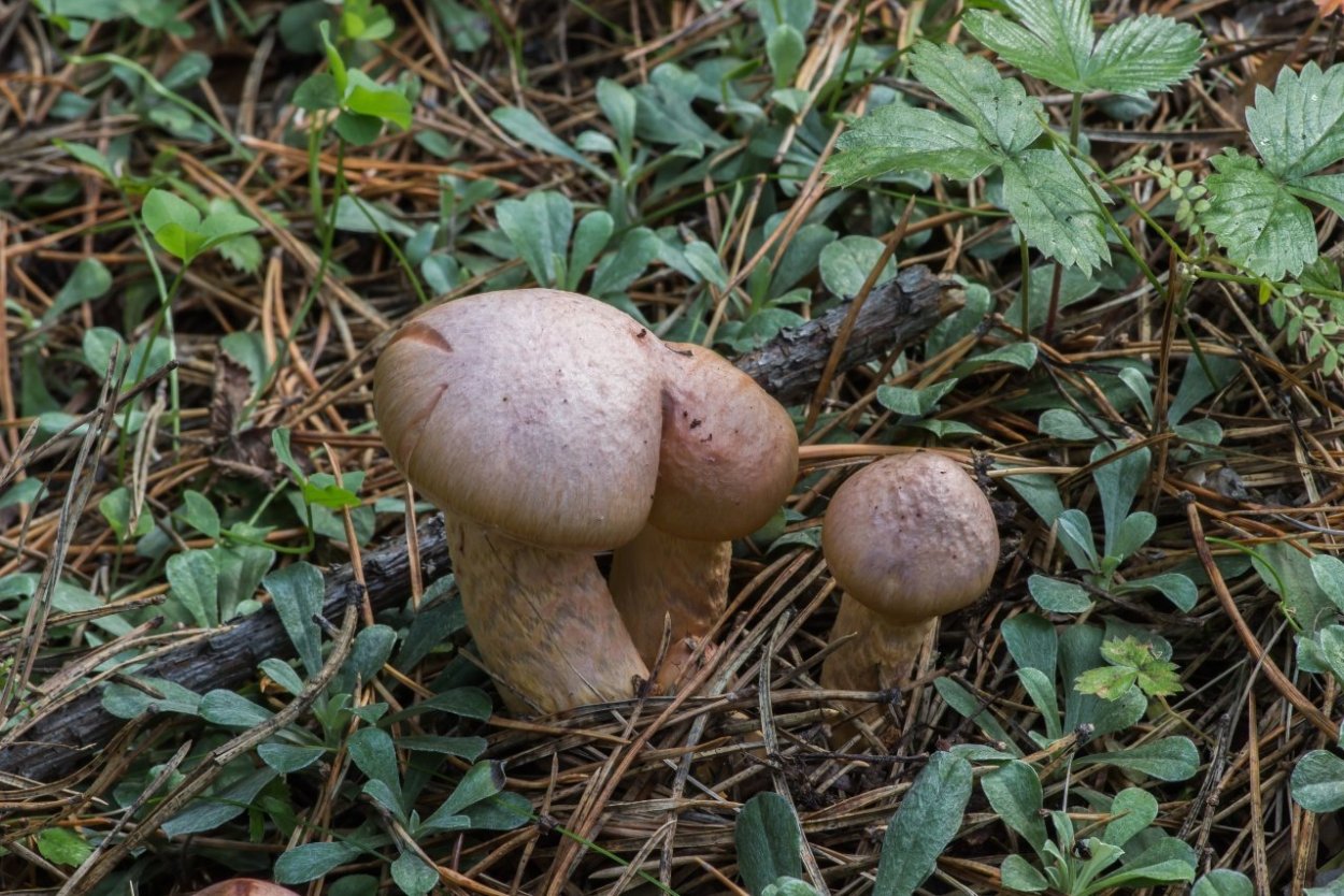 Паутинник и мокруха