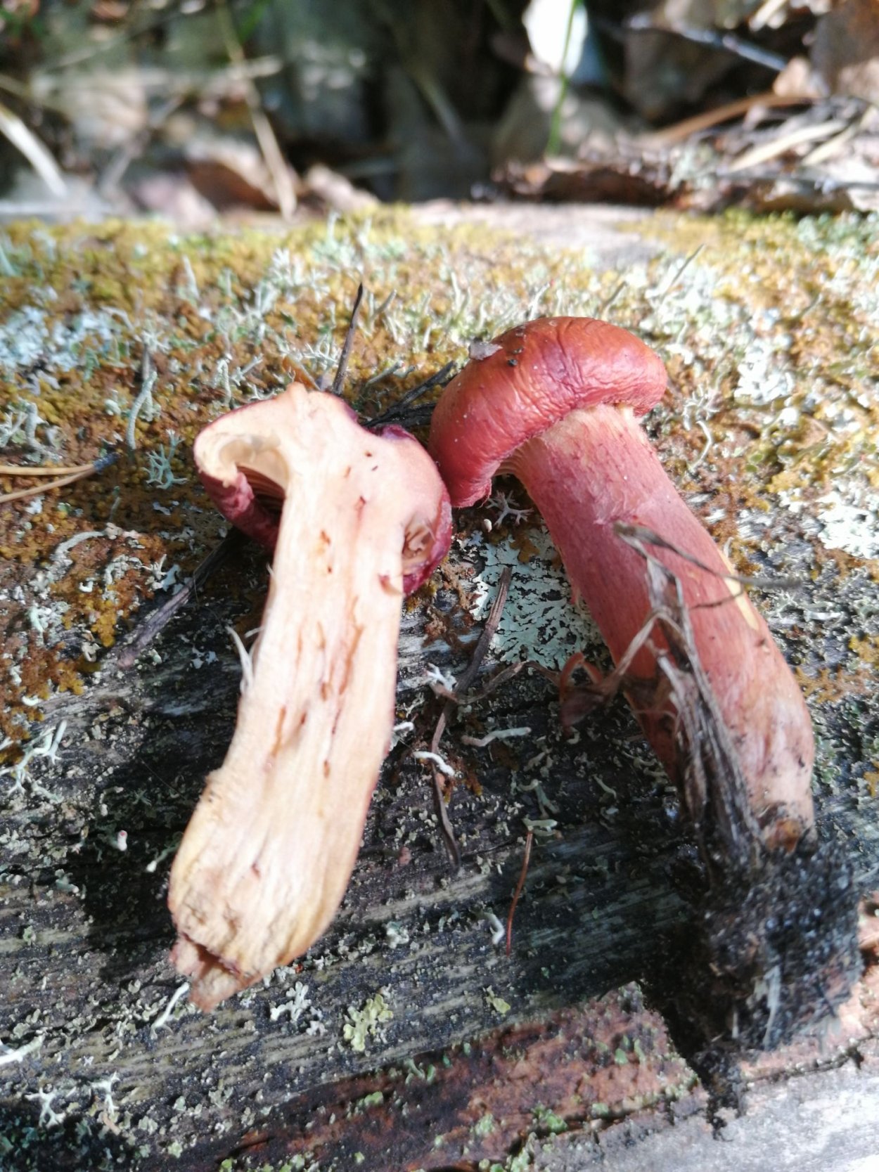 Гриб мокрушник